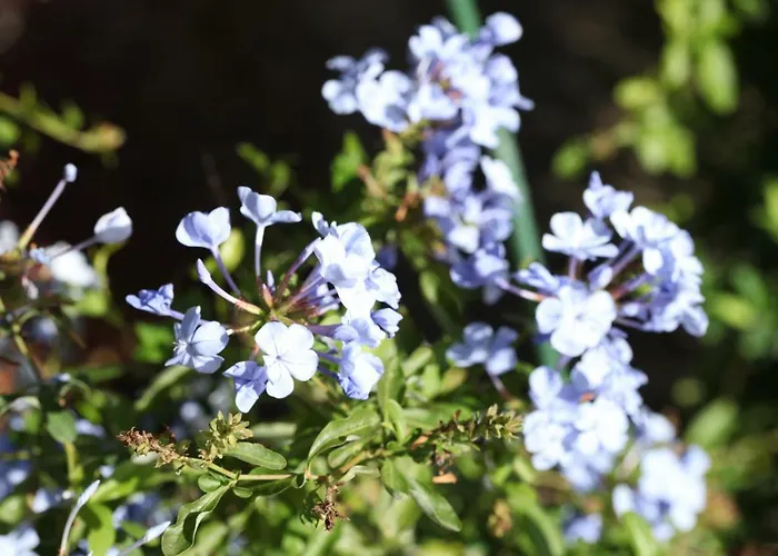 Вилла Vv Luxury Experience